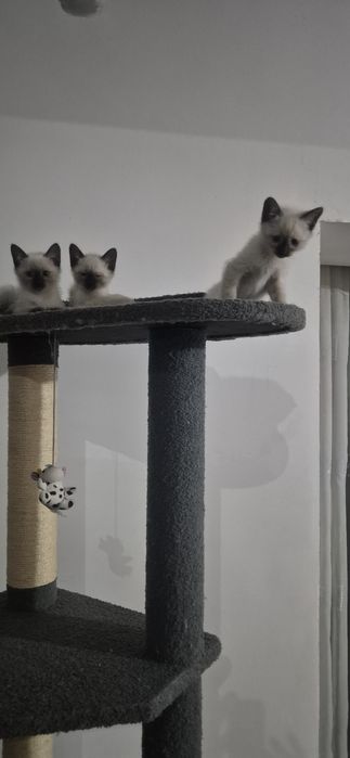 Мушукчалар сотилади