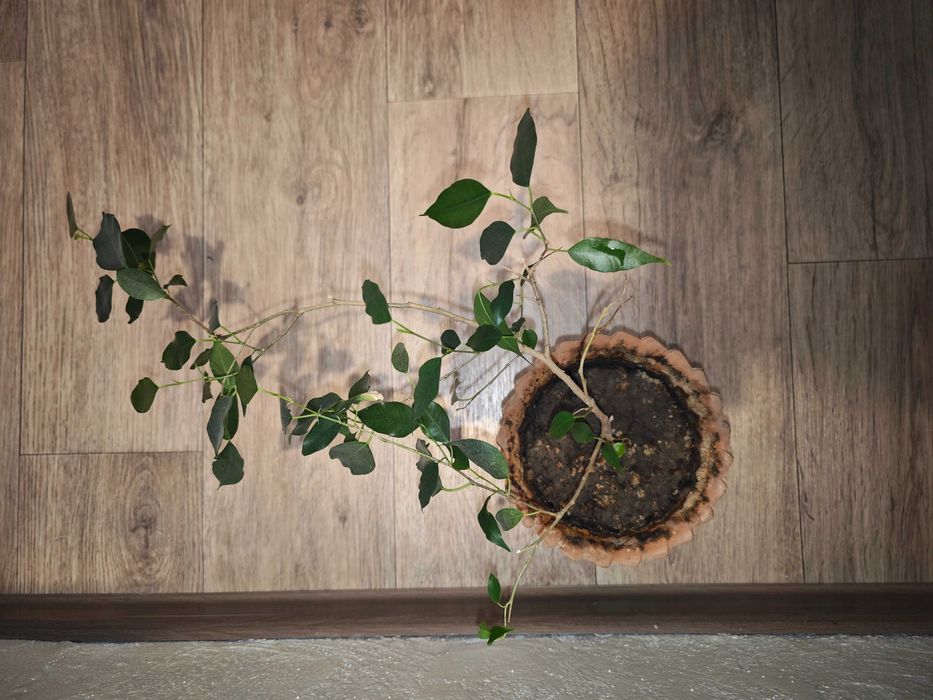 Фикус Бенджамина цветы комнатные станция метро Москва