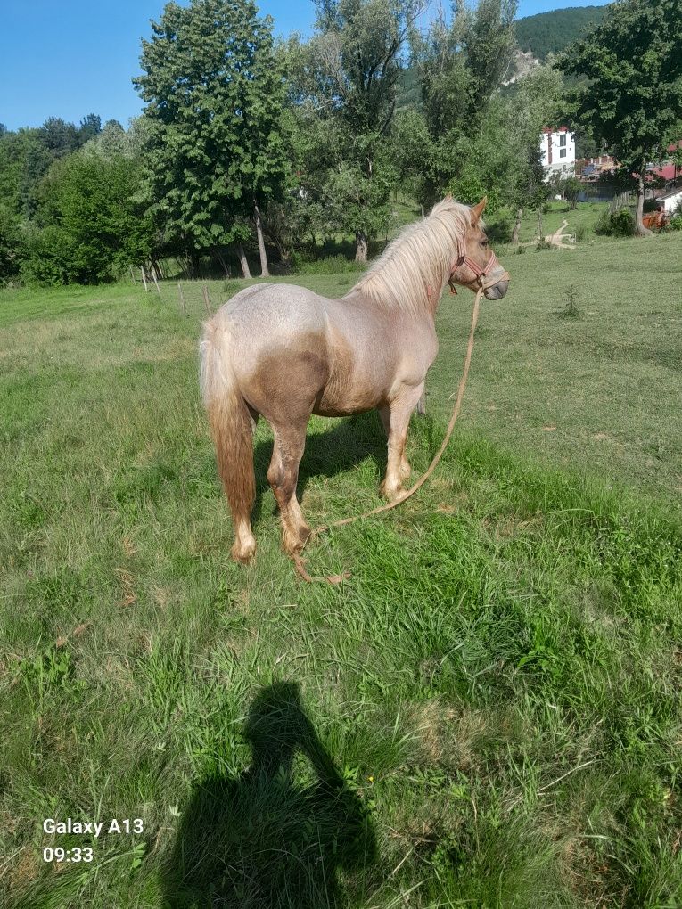 Vând sau schimb cu manza