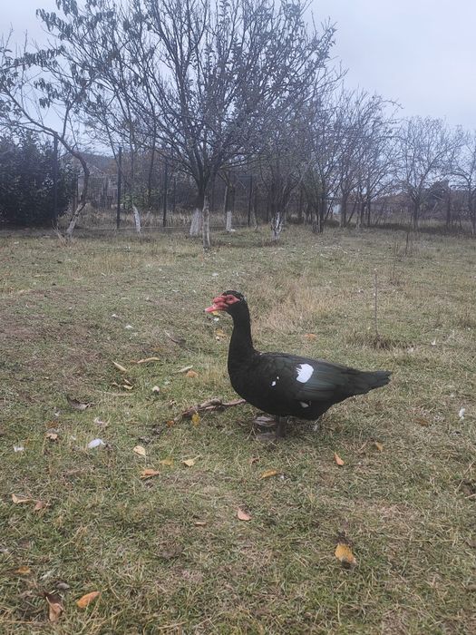 Vând rate și rățoi