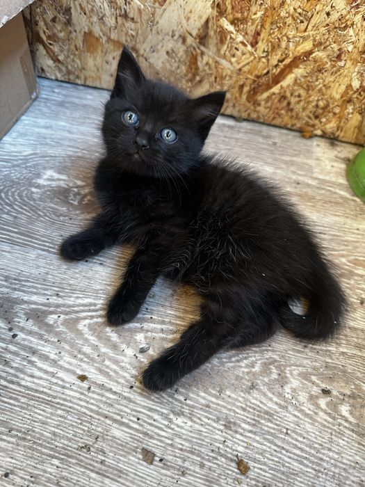 Европейские короткошерстные котята
