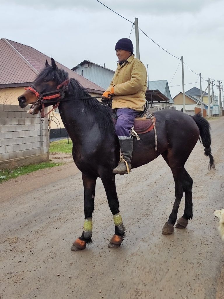 Продам лощадь жеребец