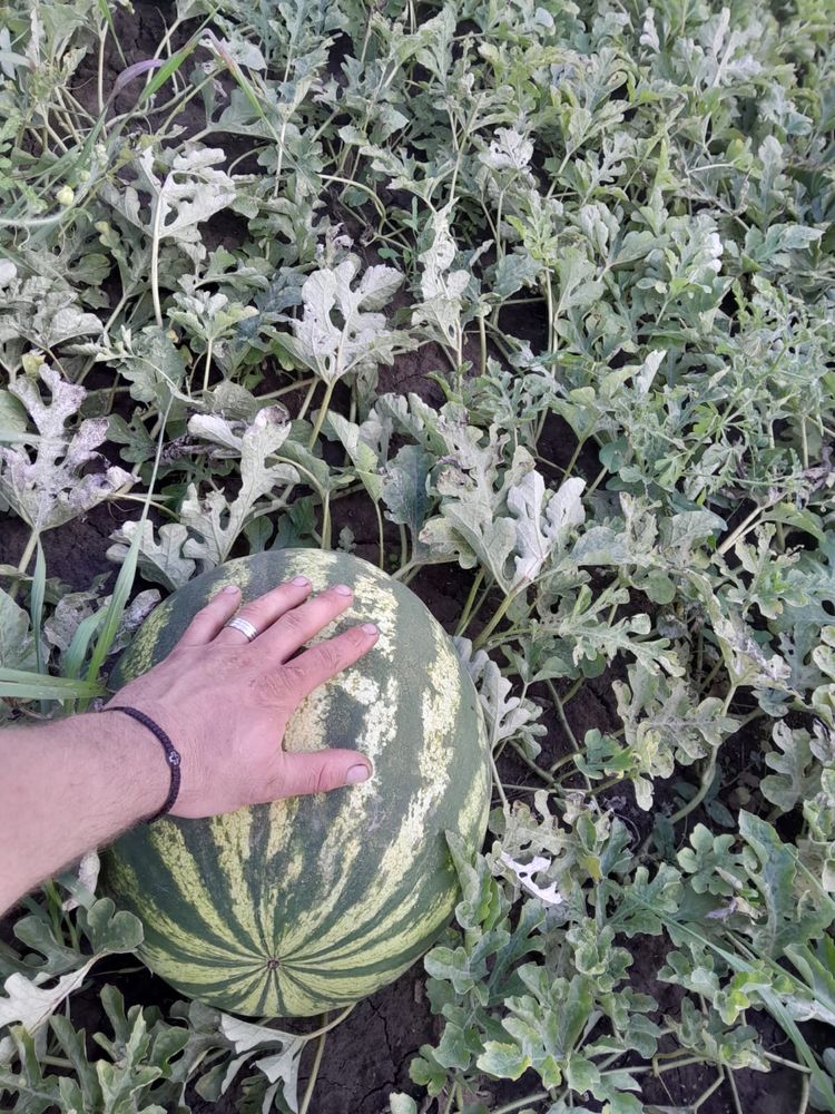 Pepeni verzi soiul Raci