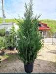 Vând tuia leylandii de mai multe dimensiuni