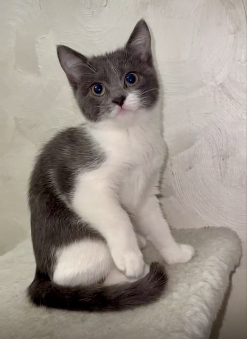 Отдам котенка в любящую семью!