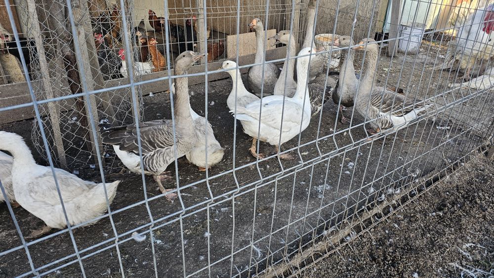 Vand  Rate  , gaini , Prepelite ,gaste, iepurite