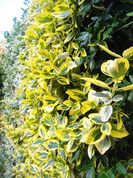 Радиканс - 3 вида вечнозелен жив плет (ПРОМО: 1,10 лв.–0,80 лв.)