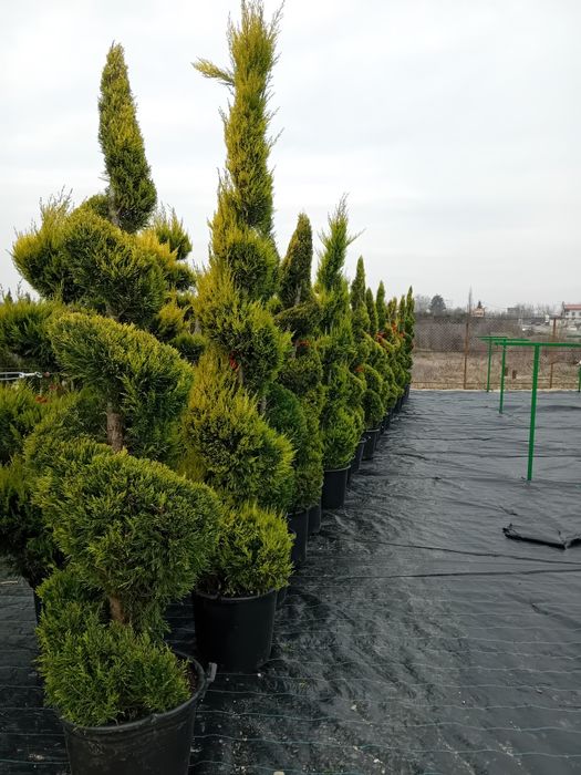 Tuia smarald pon pon siprale