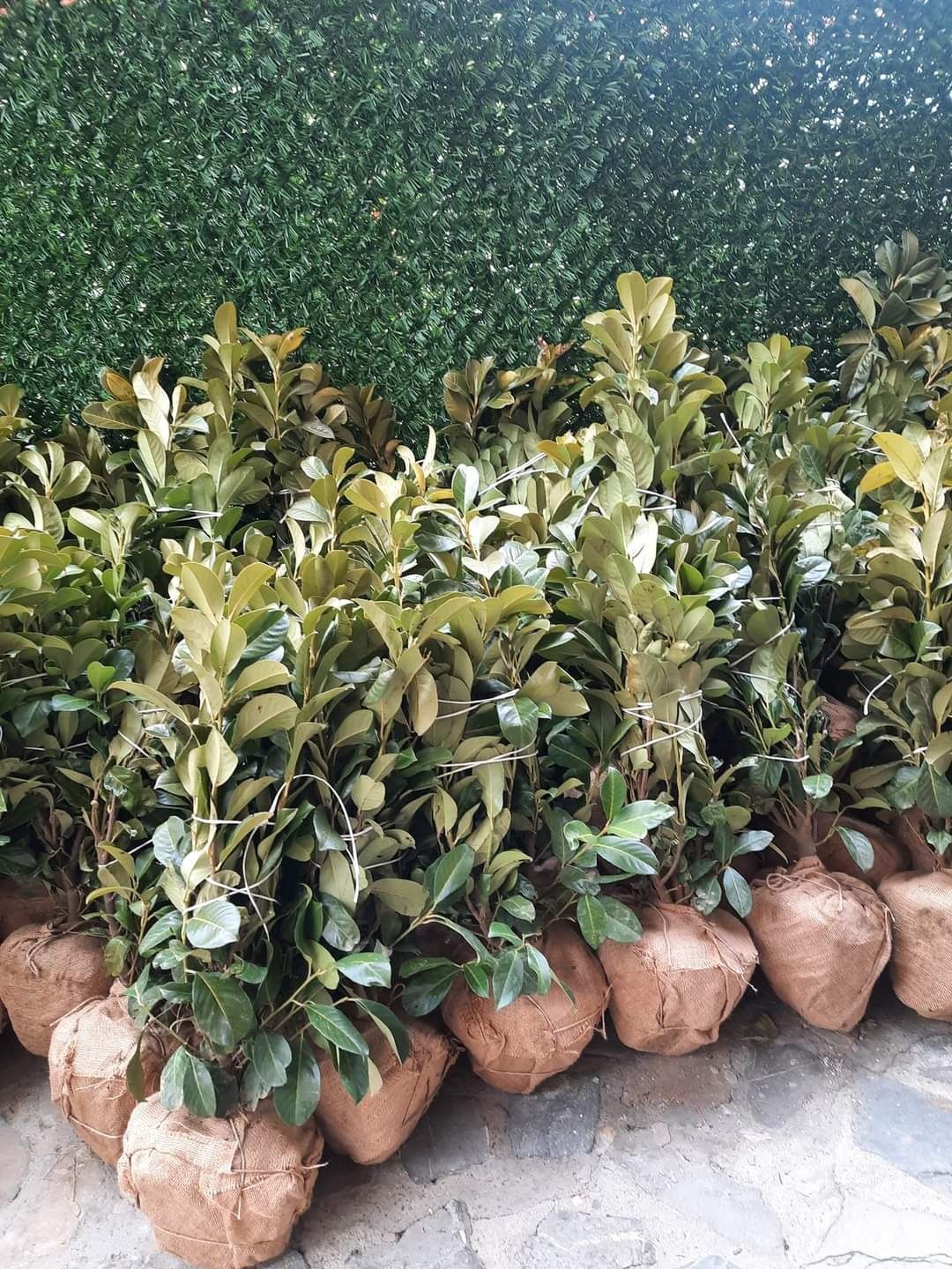 Vând plante ornamentale pt spatiile dv verzii cu o calitate superioara
