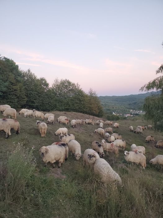 Vând oi pentru ținut