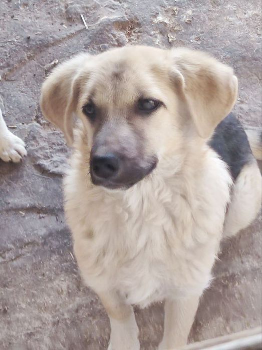 Щенята в добрые руки