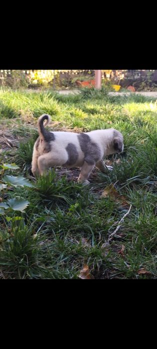 Mascul Ciobanesc de Asia Centralaă