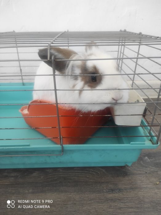 Продажа домашнего кролика