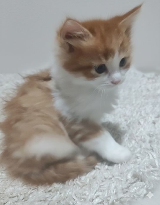 отдаю котят в добрые руки