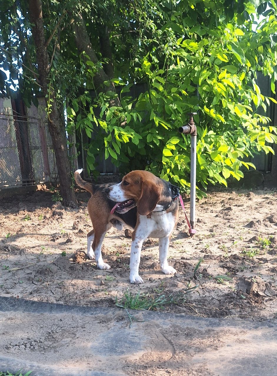 Oferta! Beagle, baietel, la un pret mic
