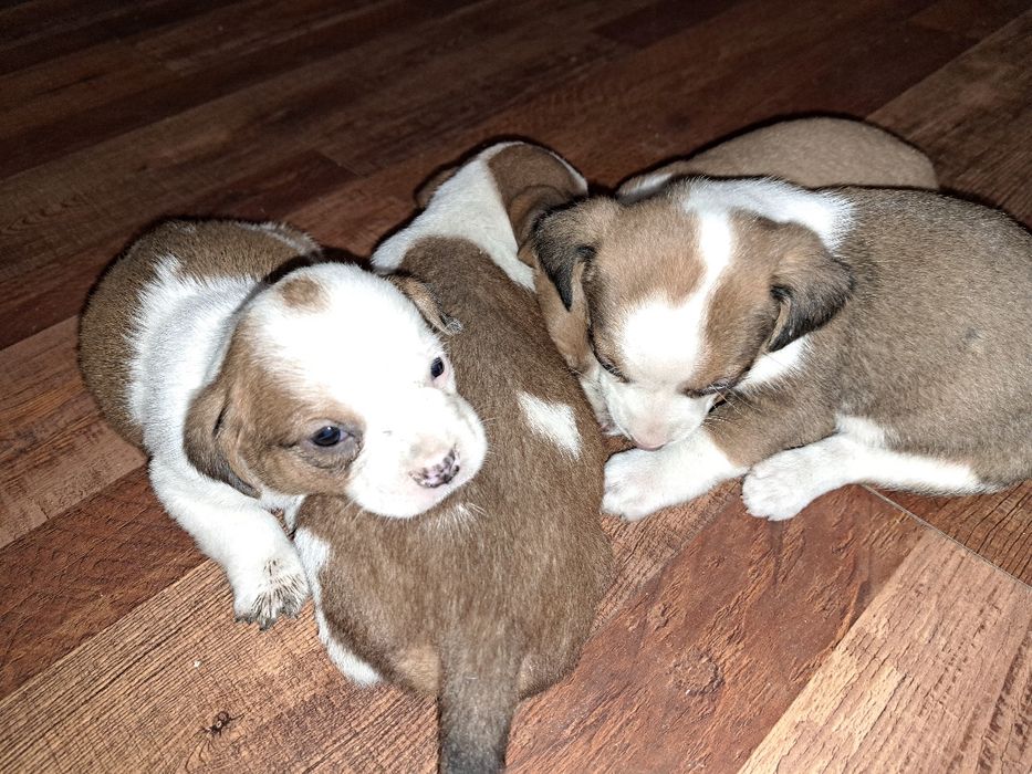 Adopție cinci căței