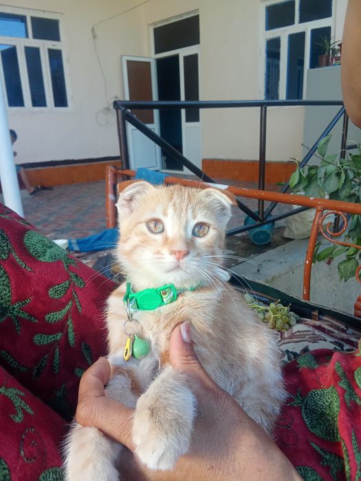 3oylik erkak mushuk