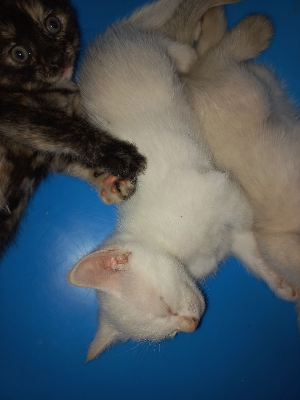 4 котят. 2 сиамских