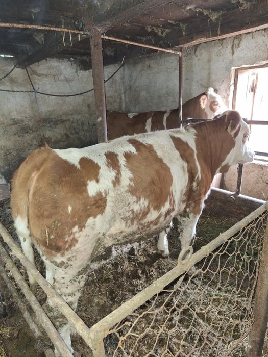 Vând două vițele rasă Bălțată Românească