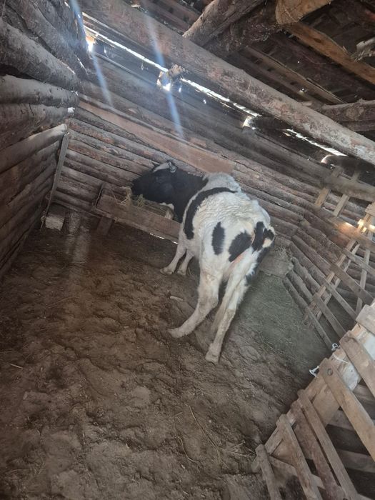 Сиыр сатылады (3 туған)