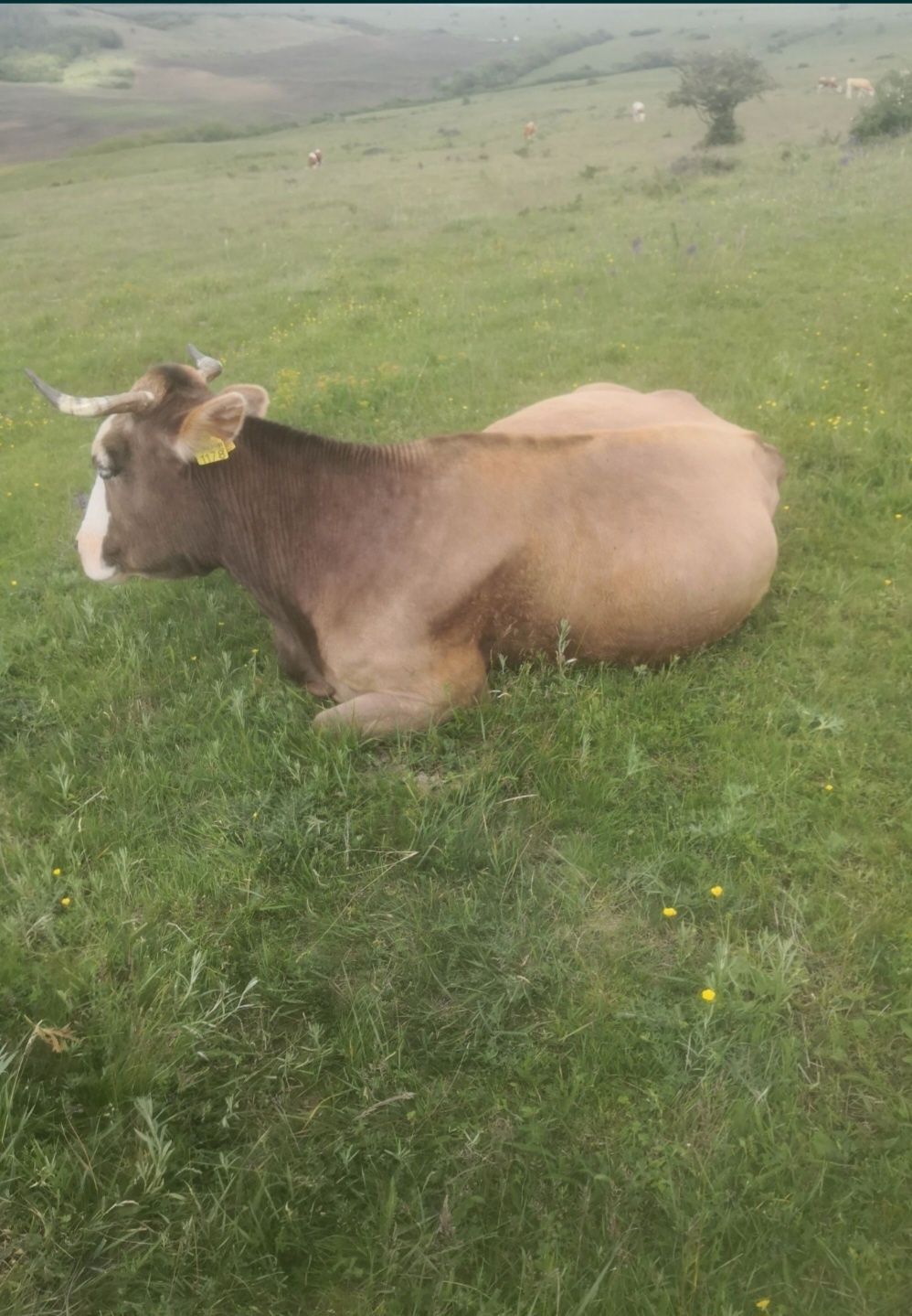 Vand vaca cu vitea