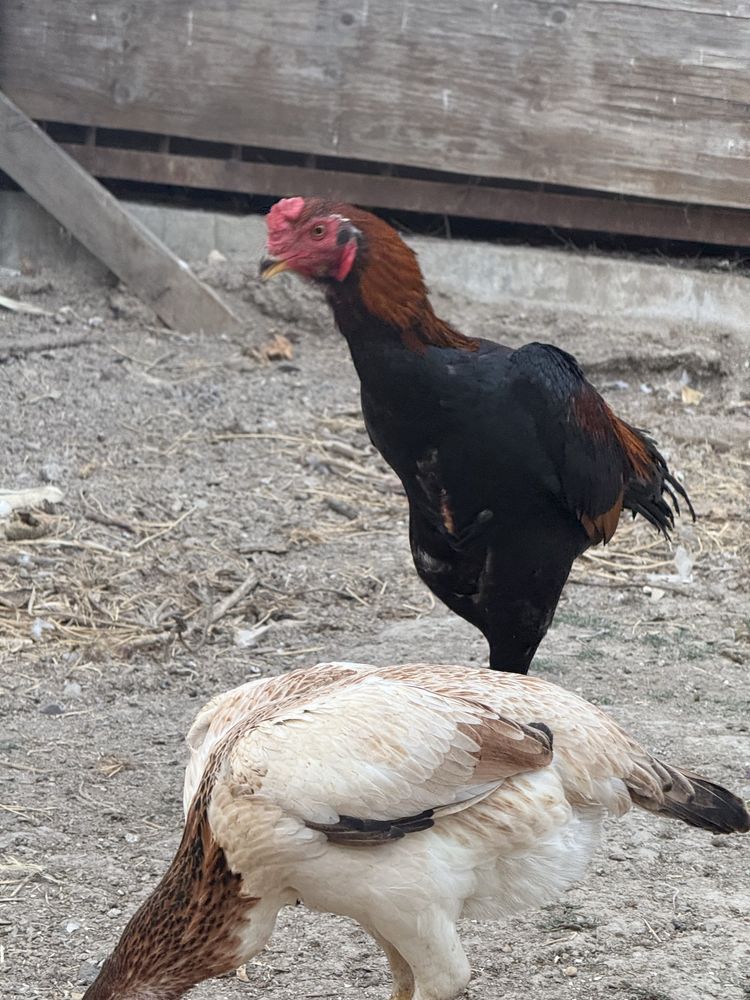Бойцового пеуха продам