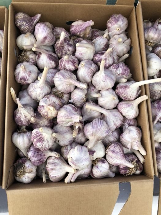 Usturoi de consun si plantat