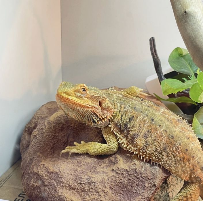 Бородатая агама, взрослая, самка, 2 года, питомец / на разведение