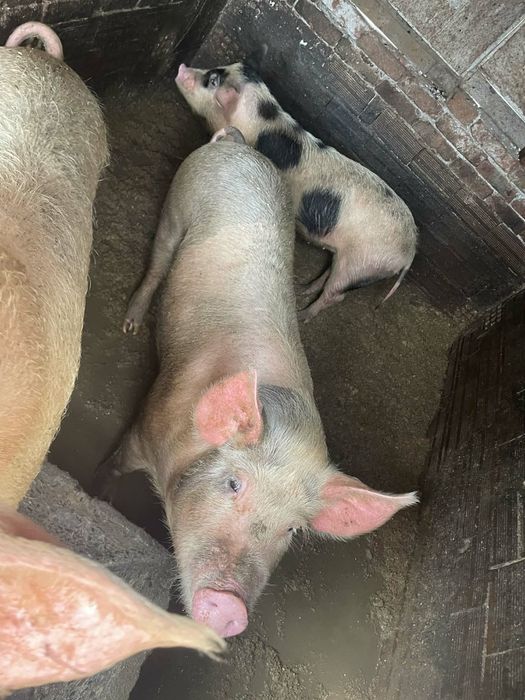 Продавам прасета