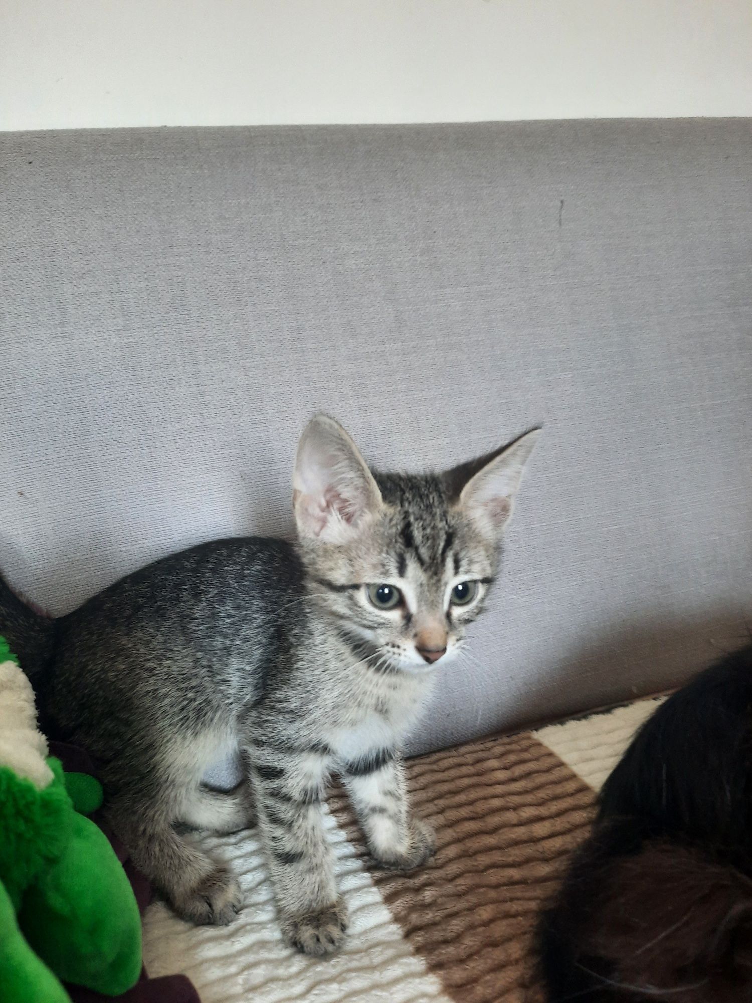 Котята в ответственные руки