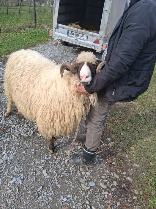 Berbec mior de vânzare