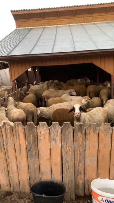 Vand oi comuna slobozia