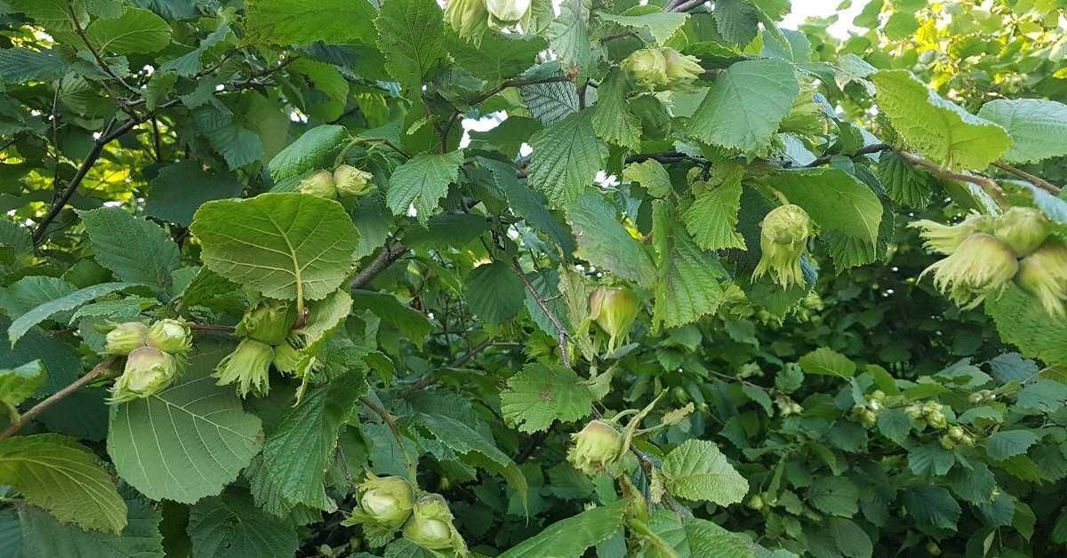 Продаётся  Дерево куст Фундук - дорогие орешки
