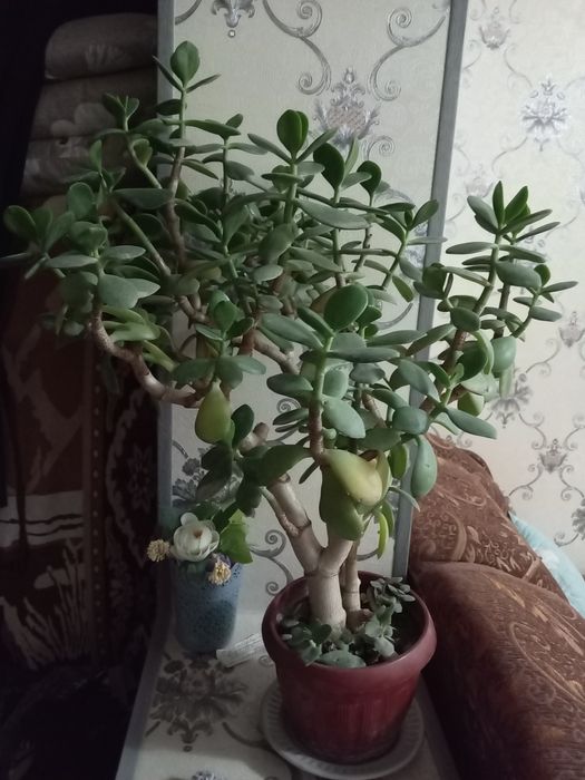 Dollor gul va yana bitta gul 2lasi xam juda ham chiroyli