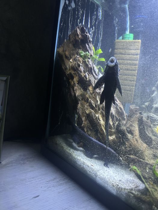 Vand acvariu cu capac, complet 40 L cu sticla completa