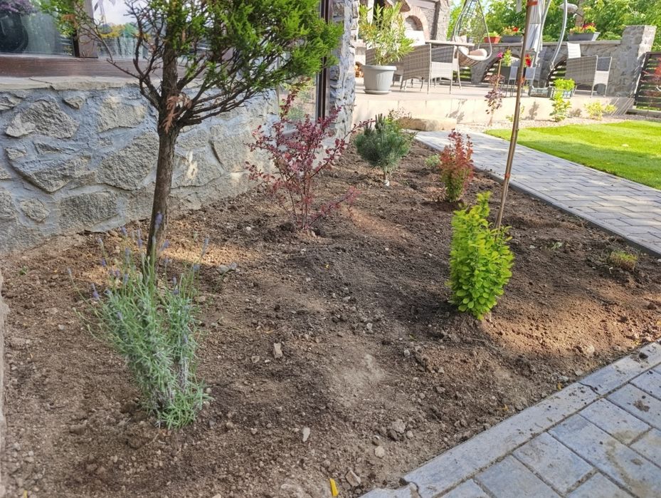 Plante ornamentale