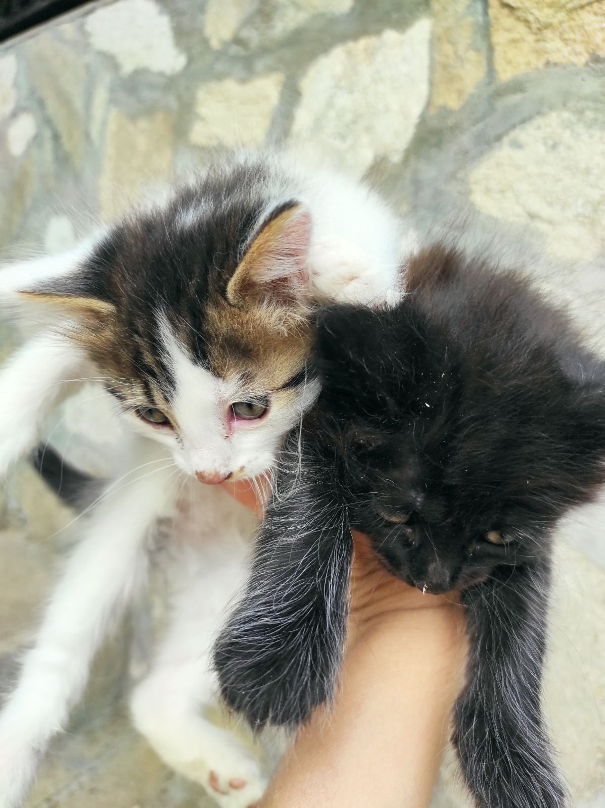 Двумесечни сладки котета