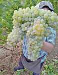 Vand struguri de vin Galati