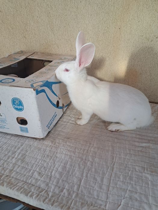 Femele hycole francez 5 luni