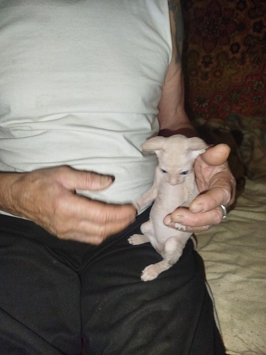 Продаю катёнка сфинкса