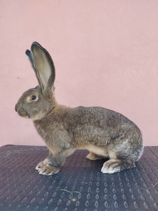 Iepuri Uriaș German Gri