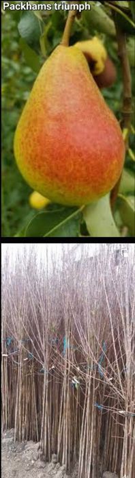 Meri-pomi fructiferi