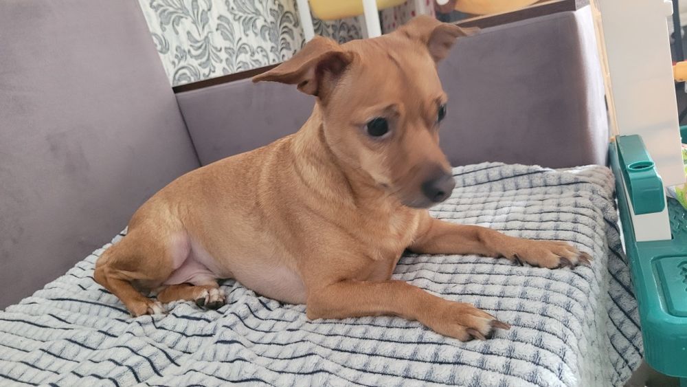 Отдам собаку в хорошие руки