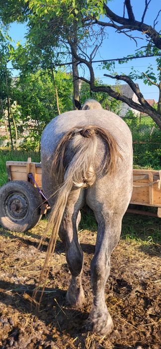 Vand armasar de 7 ani