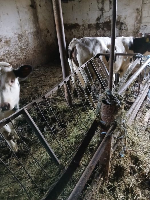 Cand 2 viltele belgiene