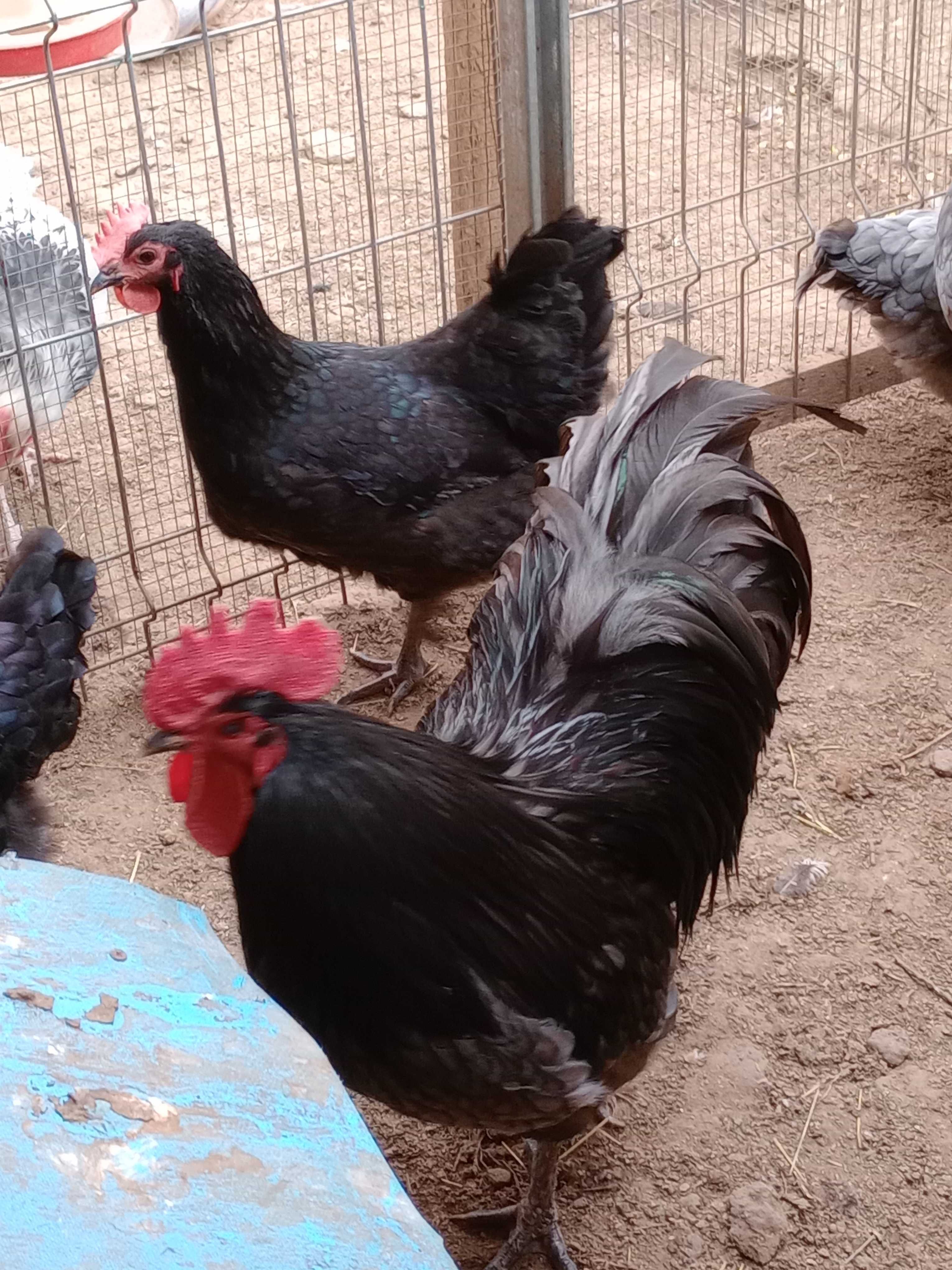 Cocoș australorp