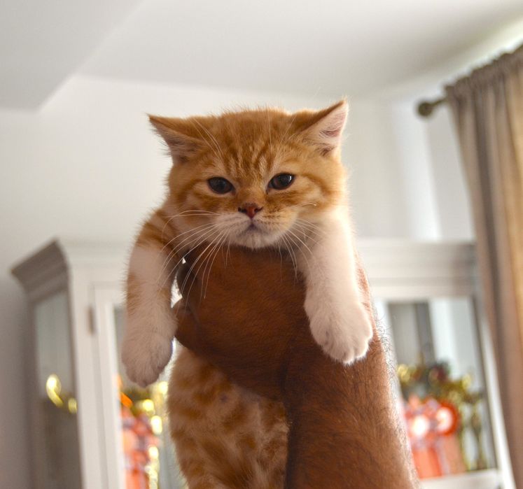 Pisicuț British Shorthair
