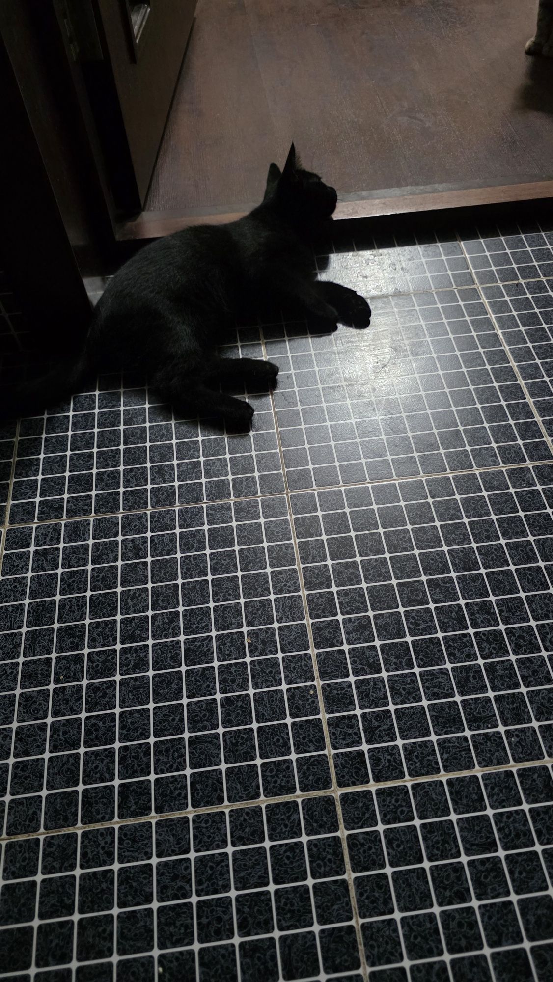 Котёнок, 4 месяца, черный мальчик. Отдам в добрые руки