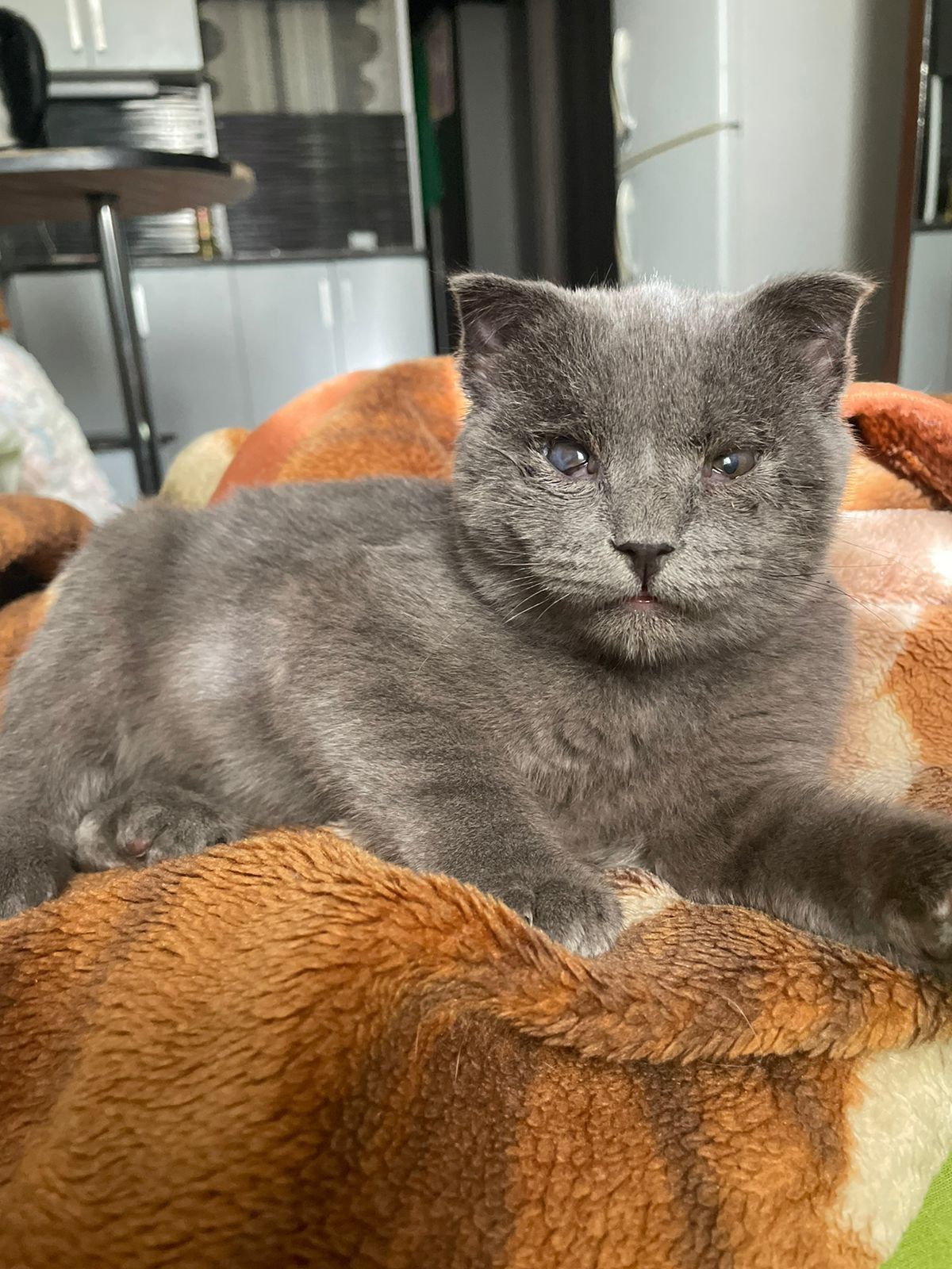 Котик ищет дом. В добрые и ответственные ручки.