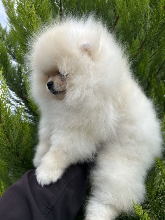 Мини померан момче